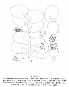 狹瓣疣鱗苔 狹瓣疣鱗苔