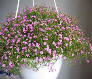 垂吊滿天星 垂吊滿天星