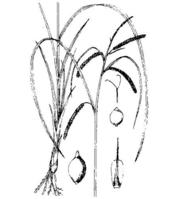 鏡子薹草 鏡子薹草