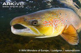 大西洋鮭魚 大西洋鮭魚