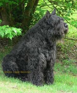 法蘭德斯畜牧犬