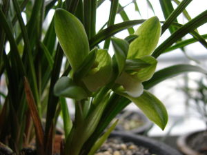 舒城薹草 舒城薹草