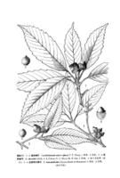 黑果青岡 黑果青岡