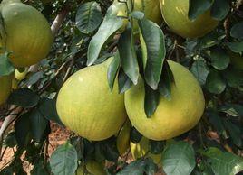 馬壩沙田柚 馬壩沙田柚