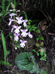 裂唇舌喙蘭 裂唇舌喙蘭