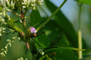 短喙燈心草 短喙燈心草