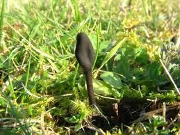 中國毛舌菌 中國毛舌菌