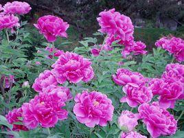 牡丹花會 牡丹花會