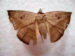 變色夜蛾 變色夜蛾