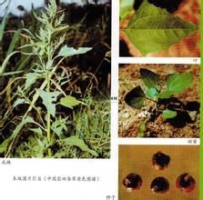 東亞市藜 東亞市藜