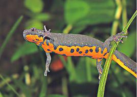 東方蠑螈[中藥藥品名稱]