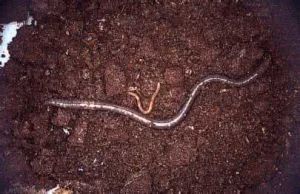 阮善也叫蚯蚓、蜮蚓等，主治傷寒熱結、諸瘧煩熱、老人尿閉等。