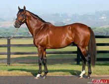 種馬[漢語詞語]