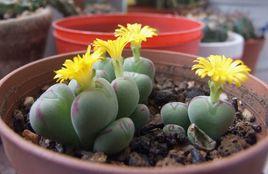 口笛[多肉植物]