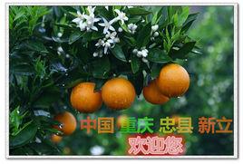 新立鎮[重慶市忠縣下轄鎮]