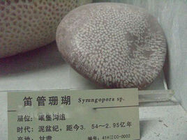 笛管珊瑚屬 笛管珊瑚屬