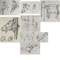 馬屬動物保定保定法 馬屬動物保定保定法