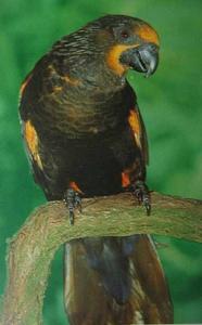 褐色吸蜜鸚鵡 褐色吸蜜鸚鵡