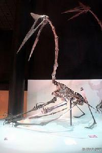 諾氏風神翼龍 諾氏風神翼龍