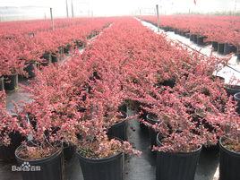 小丑火棘 小丑火棘