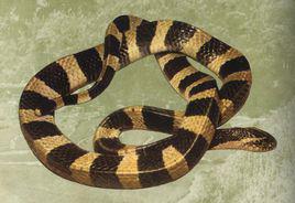 金環蛇[動物]