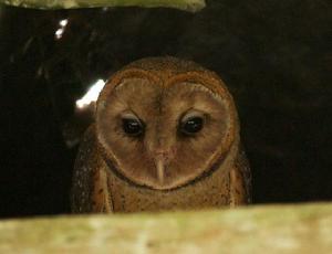 倉鴞加拉帕戈斯亞種