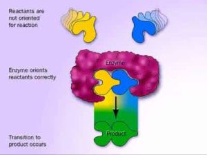 寡聚體酶 寡聚體酶