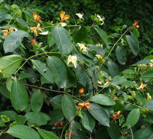 長距亞組 長距亞組