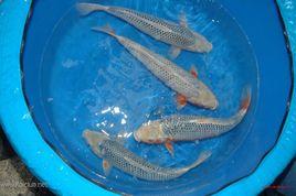 淺黃錦鯉 淺黃錦鯉