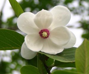 減字木蘭花春月 減字木蘭花春月