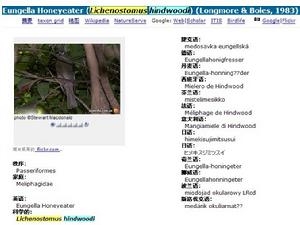 Eungella Honeyeater (Lichenostomus hindwoodi)