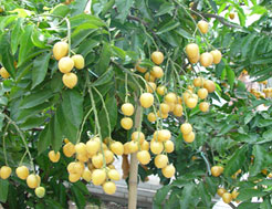 鬱南無核黃皮觀賞園 鬱南無核黃皮觀賞園