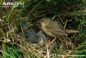 黑斑蝗鶯 黑斑蝗鶯
