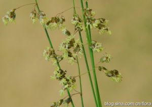 脆早熟禾 脆早熟禾