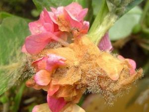 花卉灰霉病 花卉灰霉病