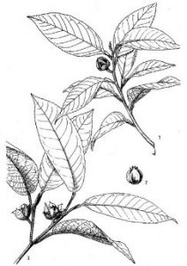 短萼折柄茶 短萼折柄茶