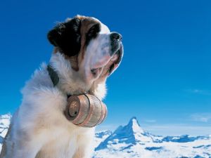 阿爾卑斯山救援犬 阿爾卑斯山救援犬