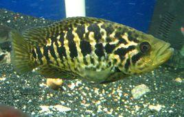 花老虎魚 花老虎魚