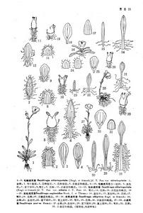 毛瓣虎耳草（原變種）