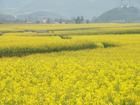 羅平油菜花海