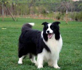 大型犬的飼養方法 大型犬的飼養方法