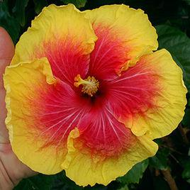 冒險[朱槿品種]