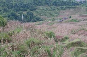 威遠鎮龍塘村 威遠鎮龍塘村