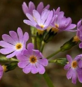 無粉報春根 無粉報春根