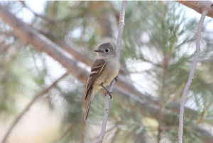 哈氏紋霸鶲 哈氏紋霸鶲