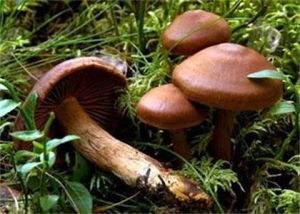 托柄絲膜菌 托柄絲膜菌