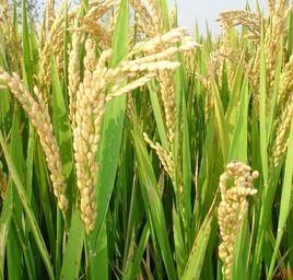 水稻高溫熱害 水稻高溫熱害