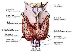 胸內甲狀腺腫 胸內甲狀腺腫