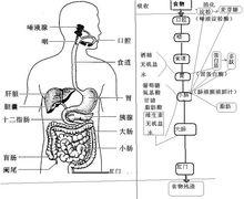 胃腸道系統