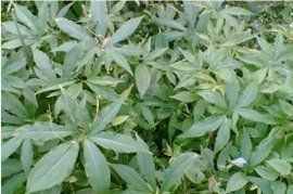 生天南星 生天南星